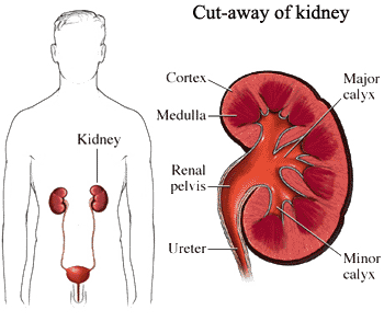 Renal Kidney
